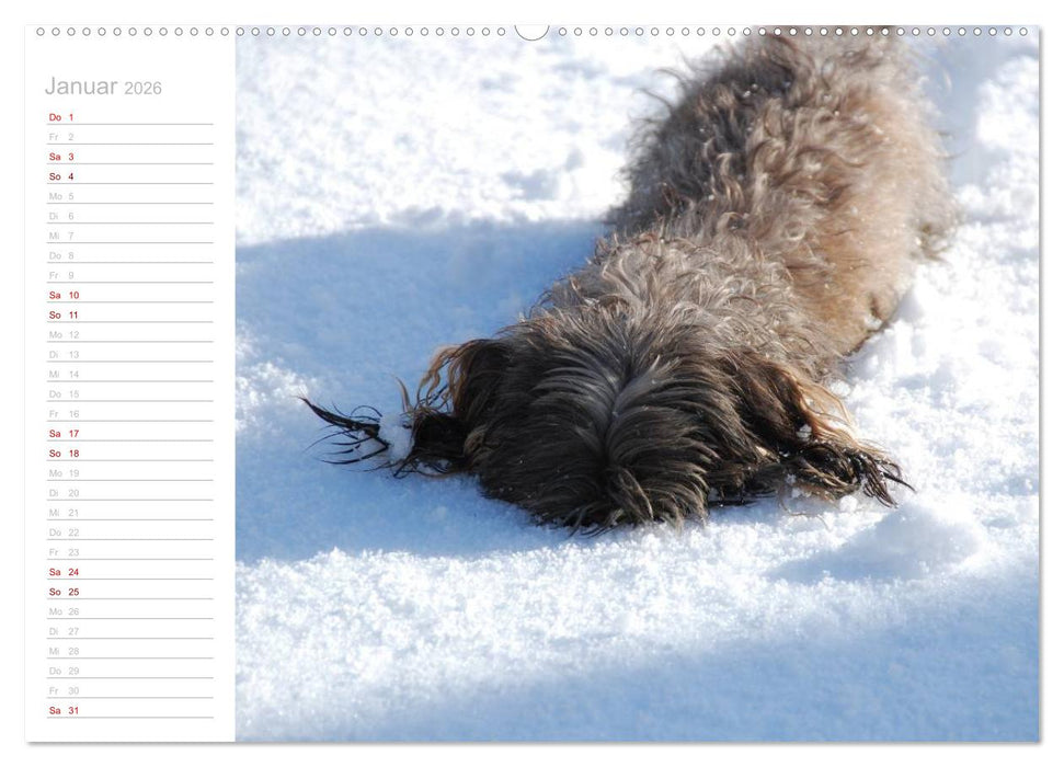 Rauhaardackel Motte & Friends (CALVENDO Premium Wandkalender 2026)