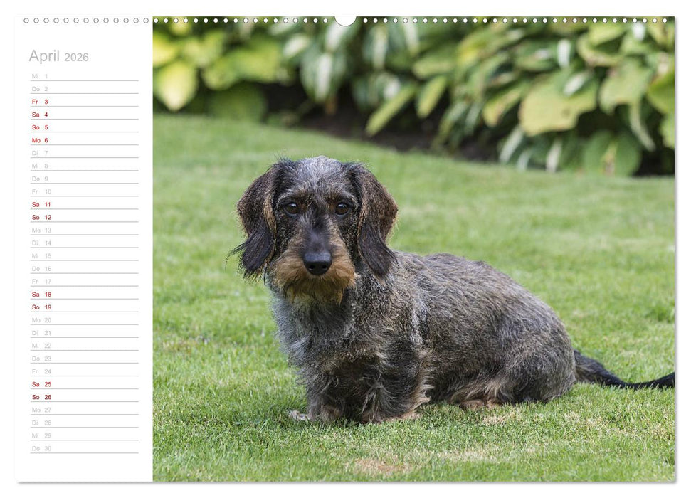 Rauhaardackel Motte & Friends (CALVENDO Premium Wandkalender 2026)