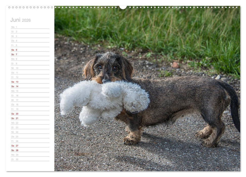 Rauhaardackel Motte & Friends (CALVENDO Premium Wandkalender 2026)