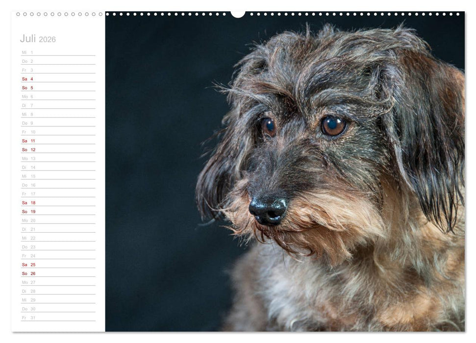 Rauhaardackel Motte & Friends (CALVENDO Premium Wandkalender 2026)
