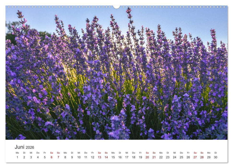 Träume aus Lavendel, Provence in Rosa bis Lila (CALVENDO Premium Wandkalender 2026)