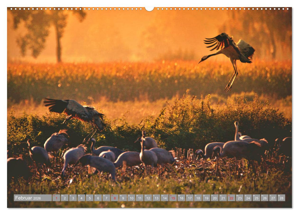 KranichRomantik (CALVENDO Premium Wandkalender 2026)