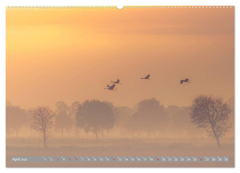 KranichRomantik (CALVENDO Premium Wandkalender 2026)
