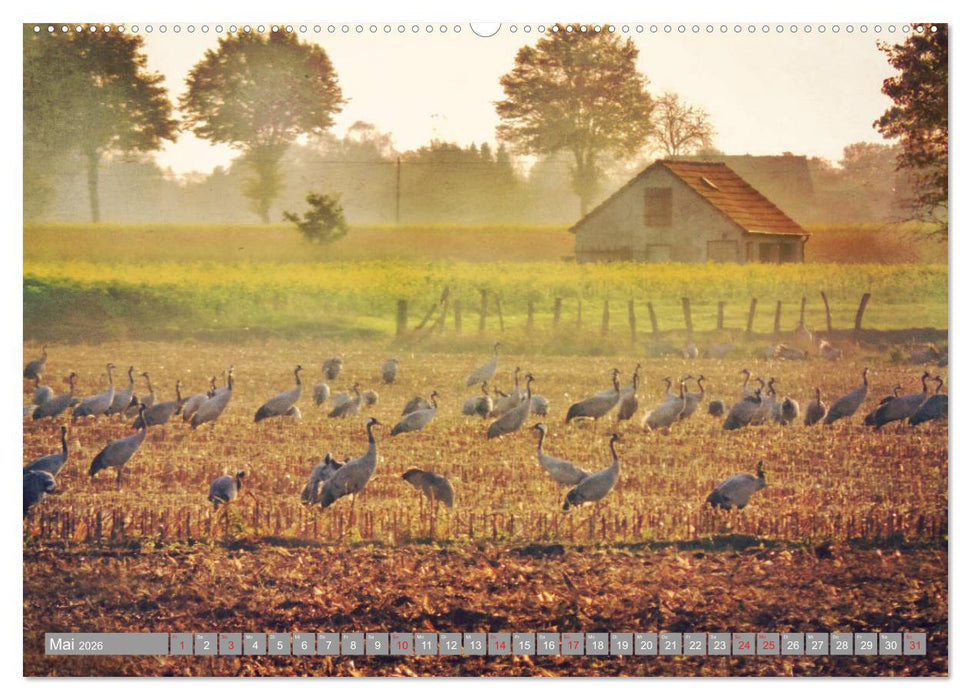 KranichRomantik (CALVENDO Premium Wandkalender 2026)