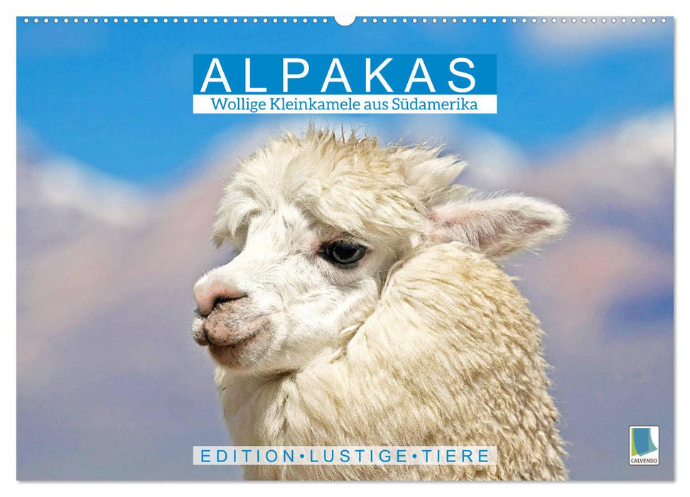 Alpakas: Wollige Kleinkamele aus Südamerika - Edition lustige Tiere (CALVENDO Wandkalender 2026)