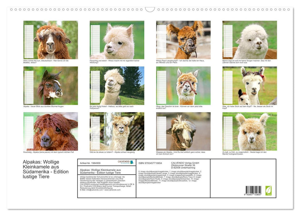 Alpakas: Wollige Kleinkamele aus Südamerika - Edition lustige Tiere (CALVENDO Wandkalender 2026)