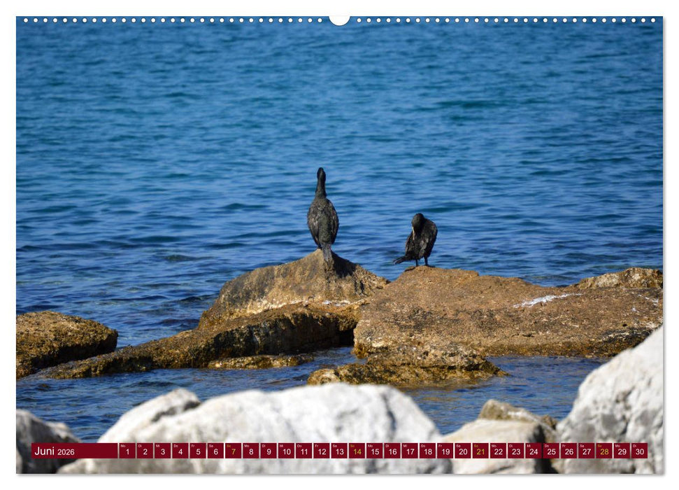 Istrien - Die Perle an der Adria (CALVENDO Premium Wandkalender 2026)