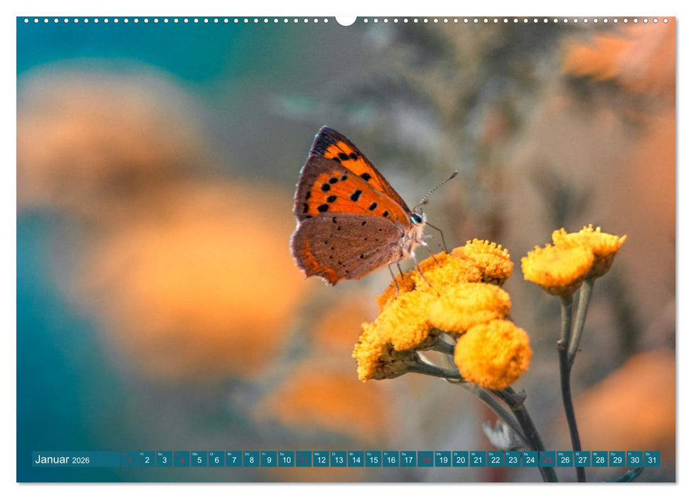 Schmetterlinge im Fokus (CALVENDO Premium Wandkalender 2026)