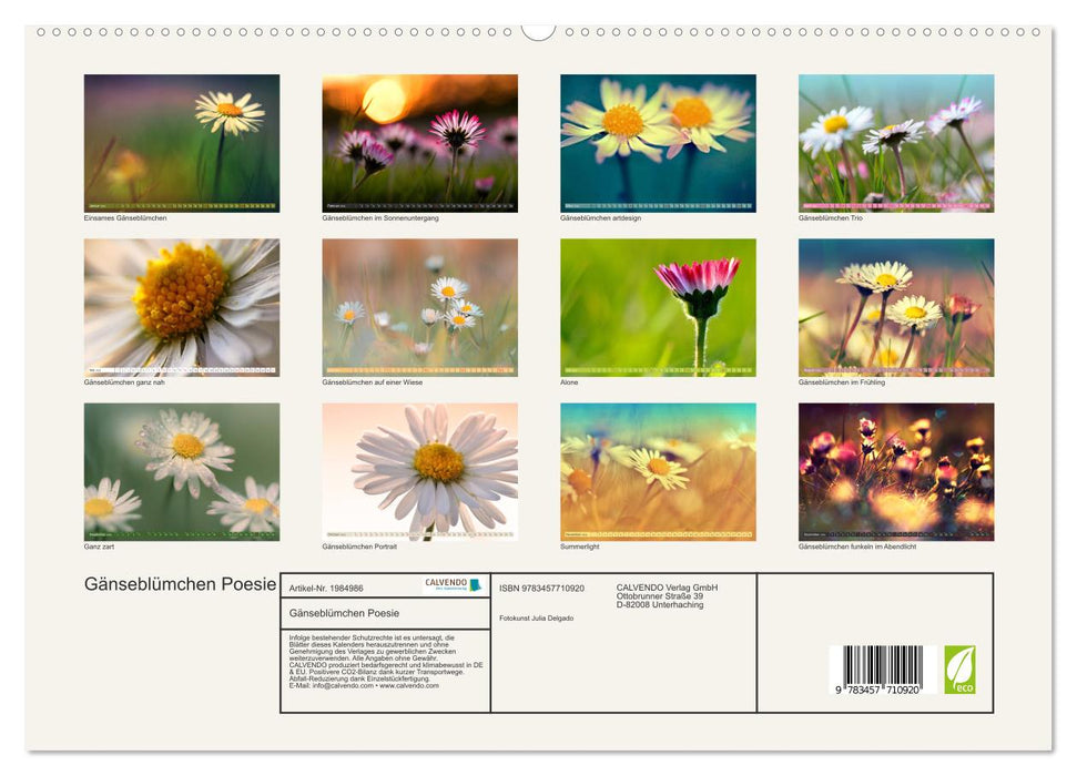 Gänseblümchen Poesie (CALVENDO Premium Wandkalender 2026)