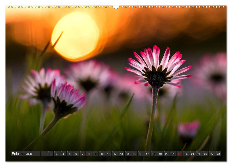 Gänseblümchen Poesie (CALVENDO Premium Wandkalender 2026)