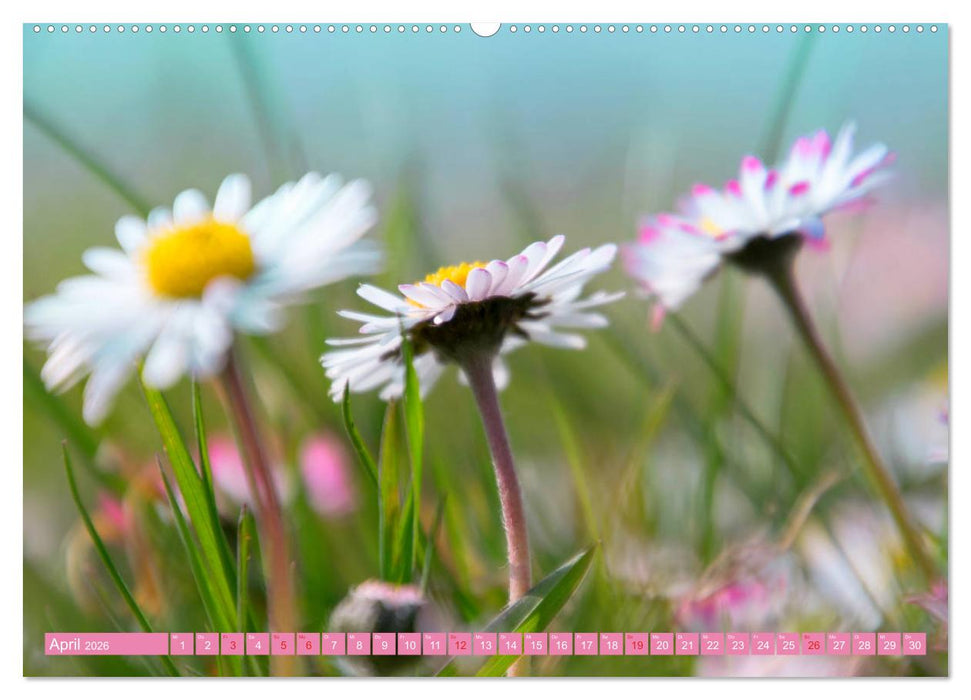 Gänseblümchen Poesie (CALVENDO Premium Wandkalender 2026)