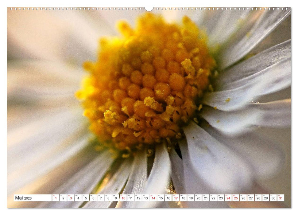 Gänseblümchen Poesie (CALVENDO Premium Wandkalender 2026)