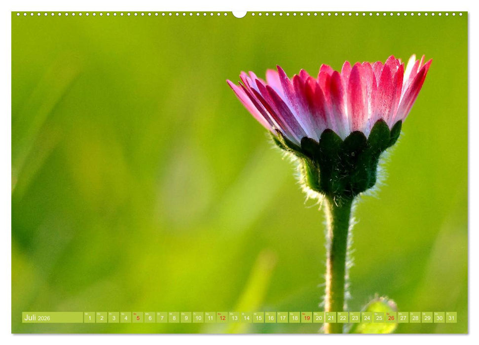 Gänseblümchen Poesie (CALVENDO Premium Wandkalender 2026)
