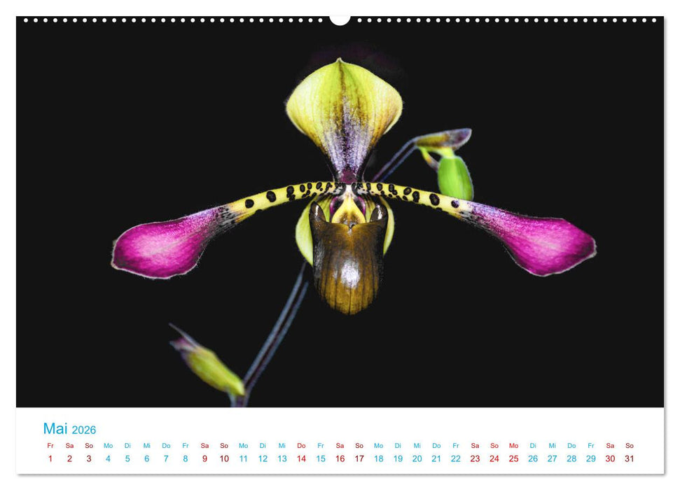 Die Königin der Blumenwelt, die Orchidee (CALVENDO Premium Wandkalender 2026)