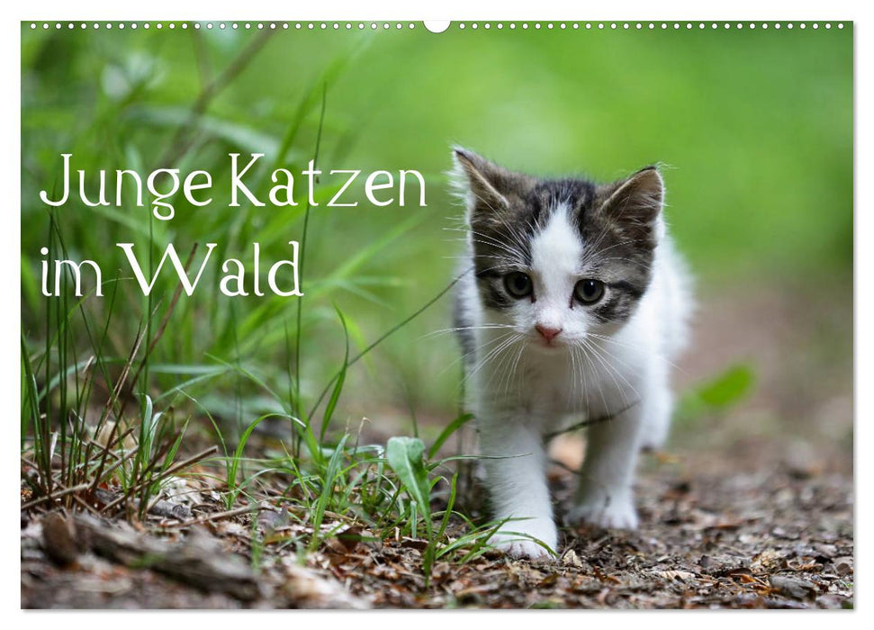 Junge Katzen im Wald (CALVENDO Wandkalender 2026)
