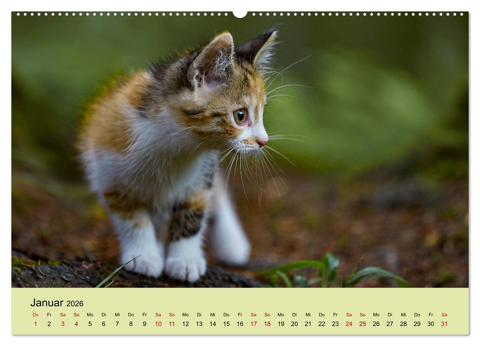 Junge Katzen im Wald (CALVENDO Wandkalender 2026)
