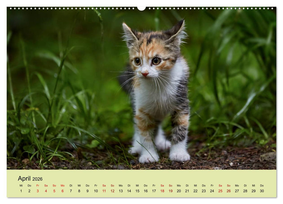 Junge Katzen im Wald (CALVENDO Wandkalender 2026)
