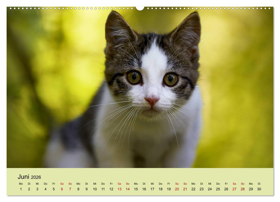 Junge Katzen im Wald (CALVENDO Wandkalender 2026)