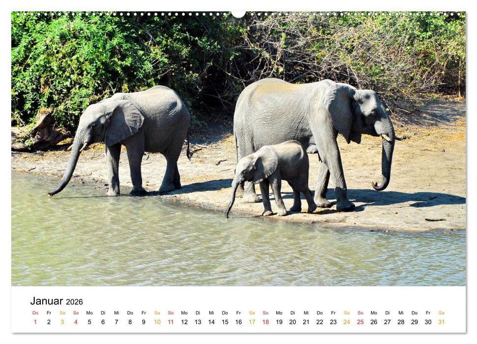Elefanten Impressionen (CALVENDO Premium Wandkalender 2026)