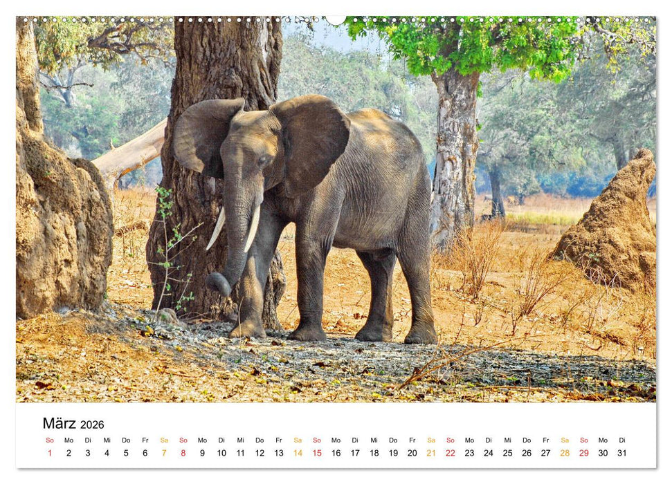 Elefanten Impressionen (CALVENDO Premium Wandkalender 2026)