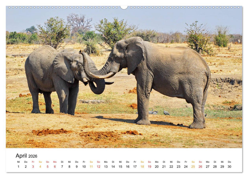 Elefanten Impressionen (CALVENDO Premium Wandkalender 2026)