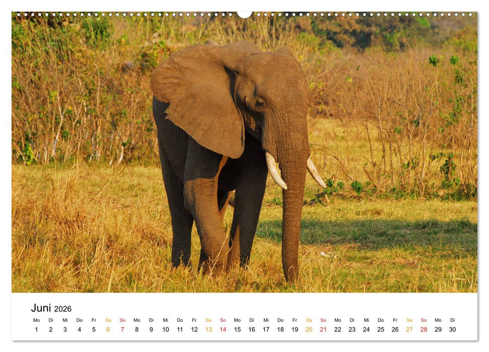 Elefanten Impressionen (CALVENDO Premium Wandkalender 2026)