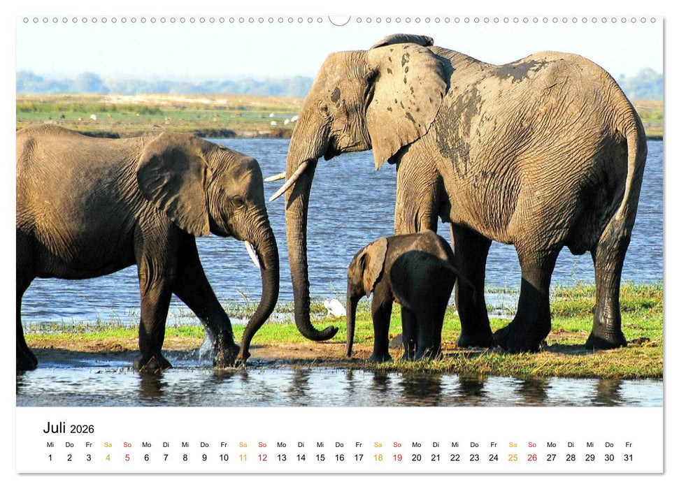 Elefanten Impressionen (CALVENDO Premium Wandkalender 2026)