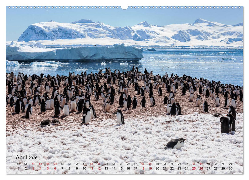 Antarktis, die eisige Heimat der Pinguine (CALVENDO Premium Wandkalender 2026)
