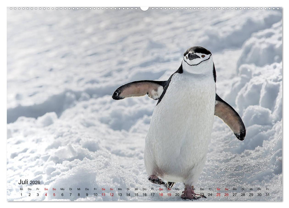 Antarktis, die eisige Heimat der Pinguine (CALVENDO Premium Wandkalender 2026)