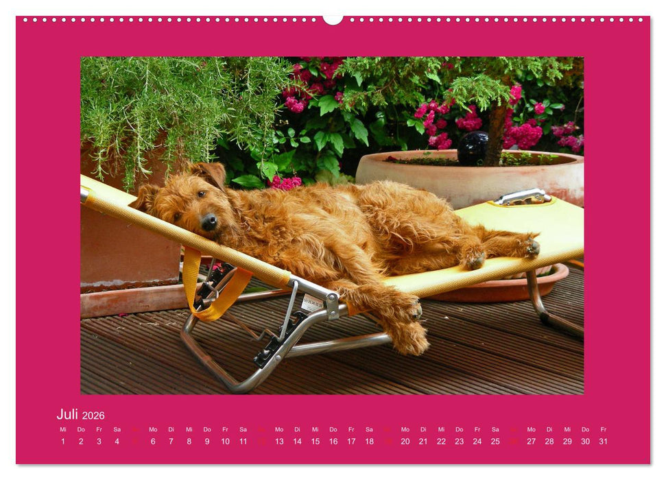 Kelly, der Irish Terrier - innen und außen aus Gold (CALVENDO Premium Wandkalender 2026)