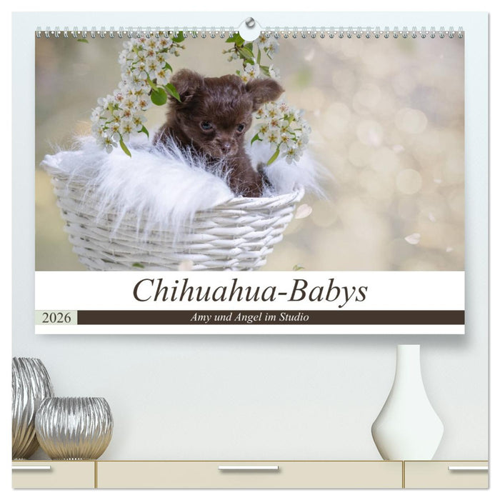Chihuahua-Babys - Amy und Angel im Studio (CALVENDO Premium Wandkalender 2026)