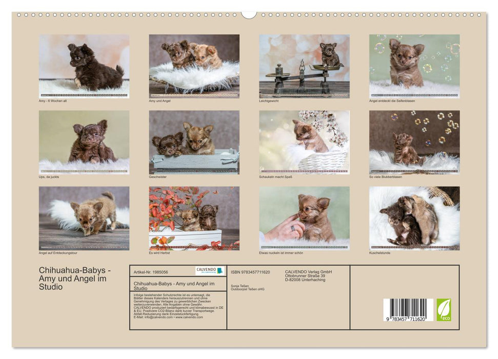Chihuahua-Babys - Amy und Angel im Studio (CALVENDO Premium Wandkalender 2026)