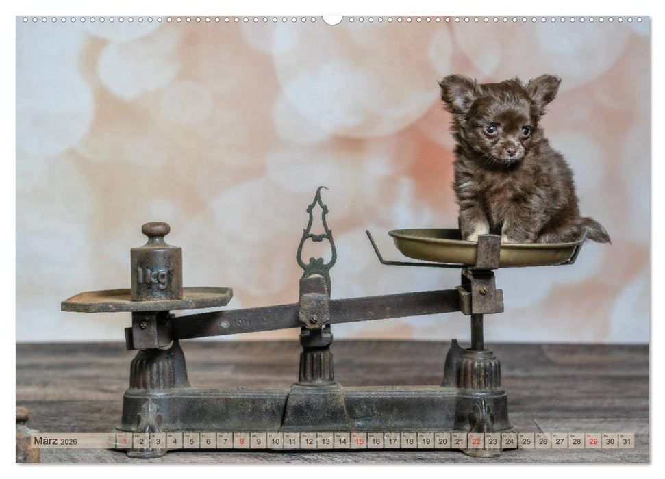 Chihuahua-Babys - Amy und Angel im Studio (CALVENDO Premium Wandkalender 2026)
