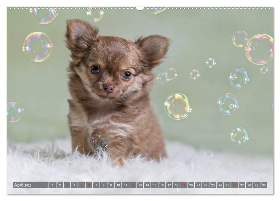 Chihuahua-Babys - Amy und Angel im Studio (CALVENDO Premium Wandkalender 2026)