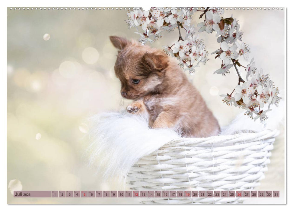 Chihuahua-Babys - Amy und Angel im Studio (CALVENDO Premium Wandkalender 2026)