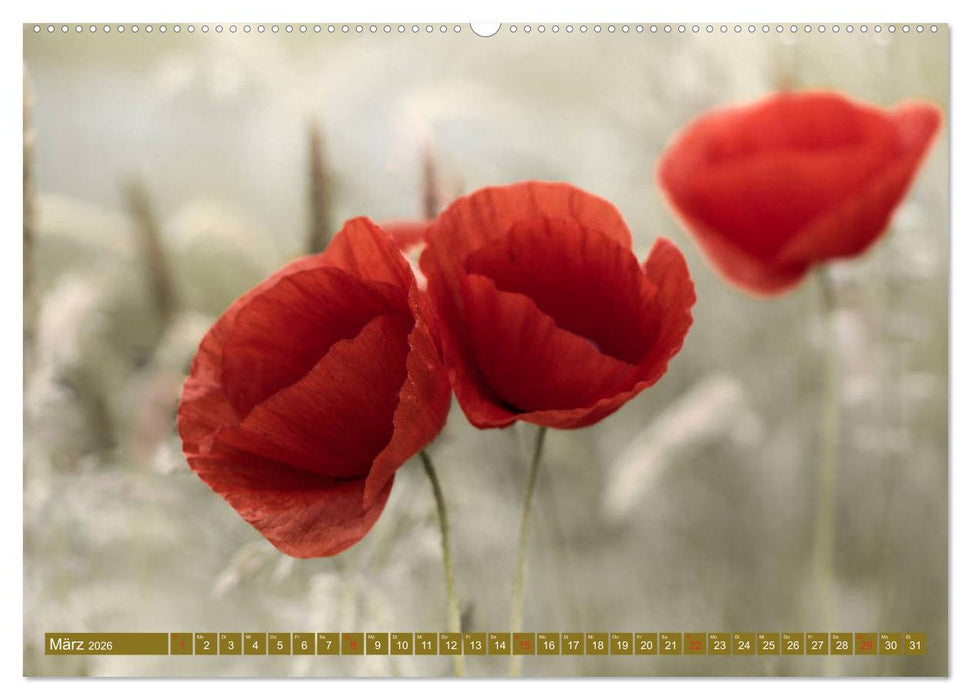 Mohnblumen - Fotografie mit Magie (CALVENDO Premium Wandkalender 2026)