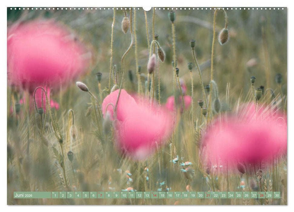 Mohnblumen - Fotografie mit Magie (CALVENDO Premium Wandkalender 2026)