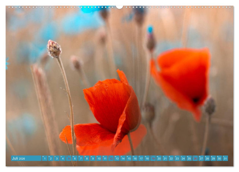 Mohnblumen - Fotografie mit Magie (CALVENDO Premium Wandkalender 2026)