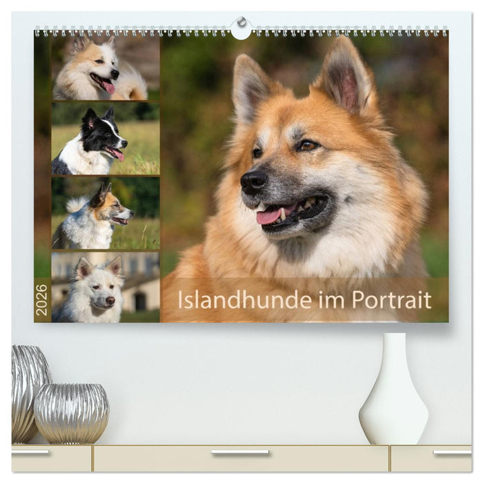 Islandhunde im Portrait (CALVENDO Premium Wandkalender 2026)