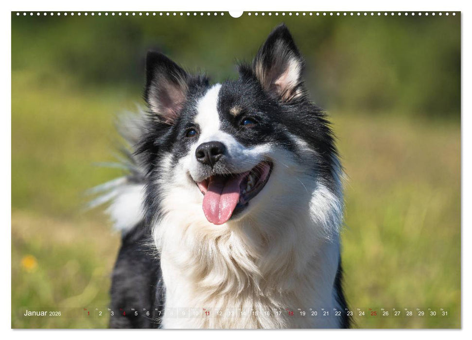 Islandhunde im Portrait (CALVENDO Premium Wandkalender 2026)