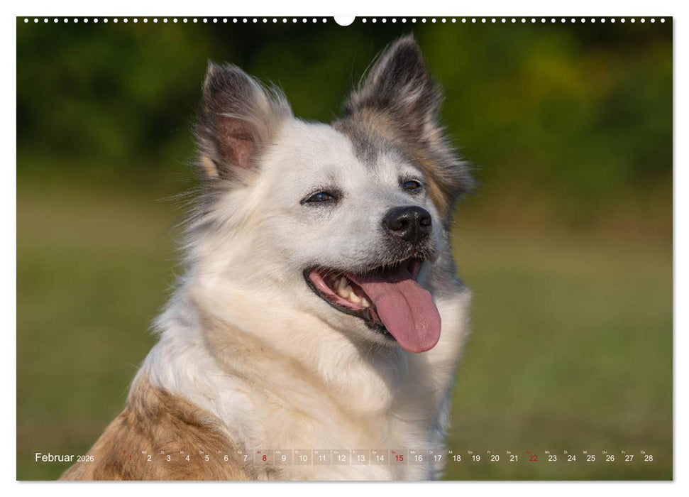 Islandhunde im Portrait (CALVENDO Premium Wandkalender 2026)