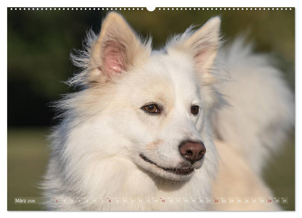 Islandhunde im Portrait (CALVENDO Premium Wandkalender 2026)