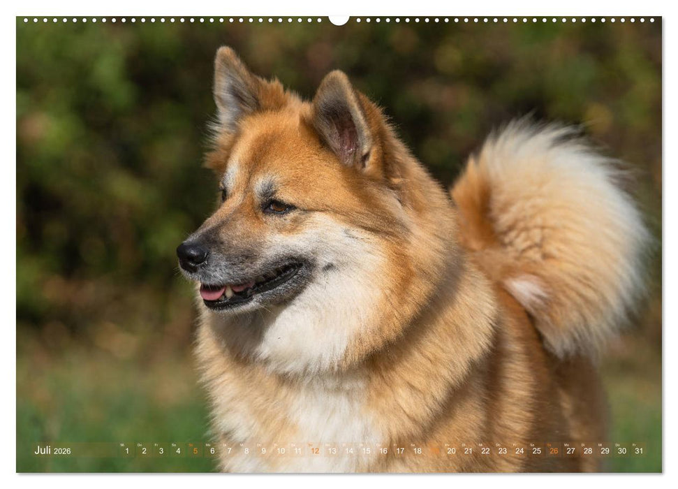 Islandhunde im Portrait (CALVENDO Premium Wandkalender 2026)