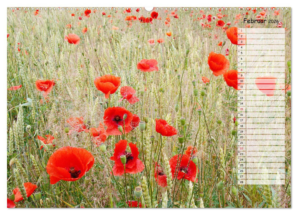 Klatschmohn im Feld (CALVENDO Premium Wandkalender 2026)
