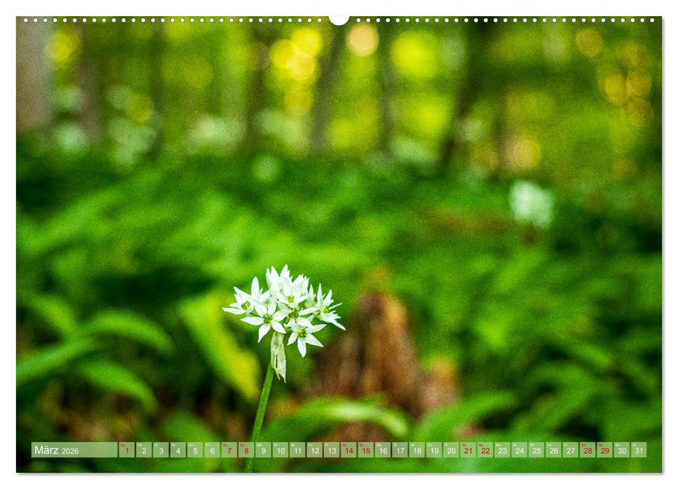 Wilde Schönheit - Raue Alb (CALVENDO Premium Wandkalender 2026)