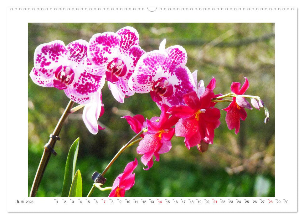 Orchideen Feuerwerk der Farben (CALVENDO Premium Wandkalender 2026)