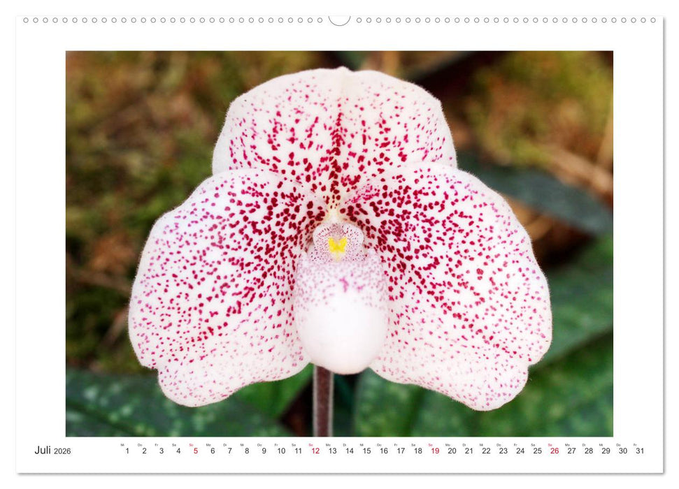 Orchideen Feuerwerk der Farben (CALVENDO Premium Wandkalender 2026)