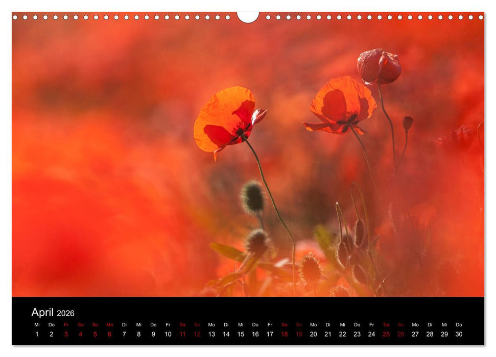 Toskana 2026 (CALVENDO Wandkalender 2026)