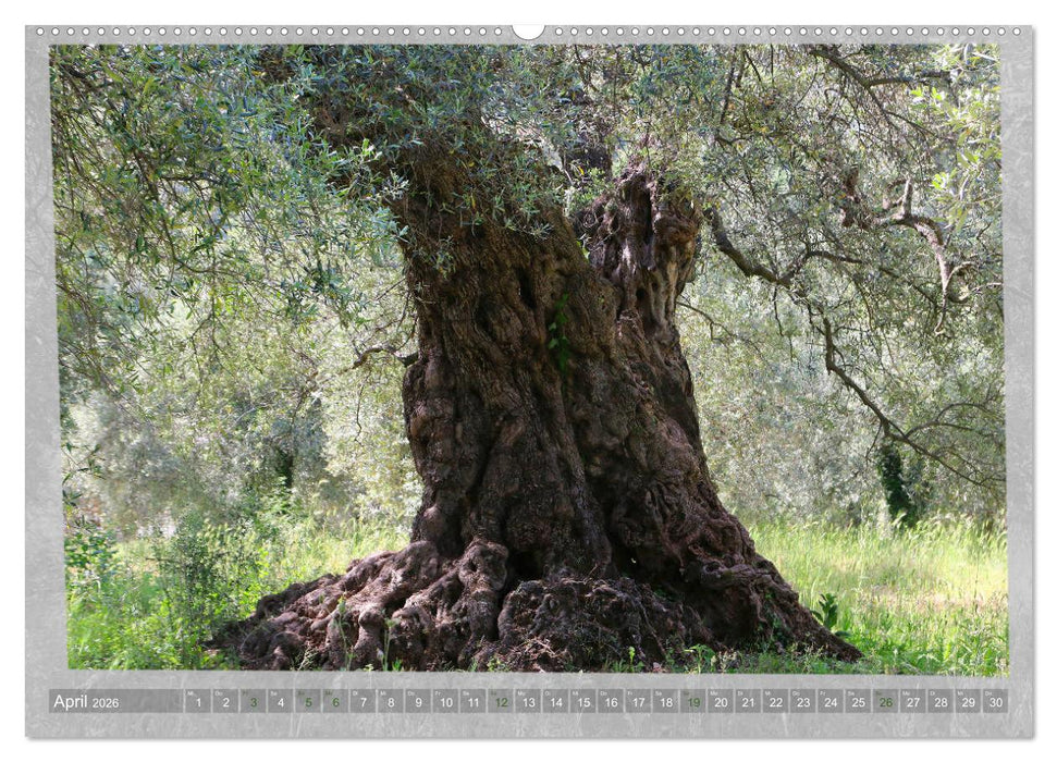 ALTE OLIVENBÄUME Zeugen der Antike (CALVENDO Premium Wandkalender 2026)