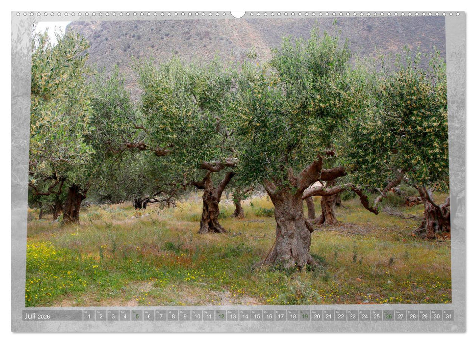ALTE OLIVENBÄUME Zeugen der Antike (CALVENDO Premium Wandkalender 2026)